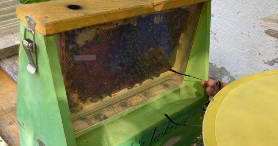 Bienenvolk in einem Schaukasten