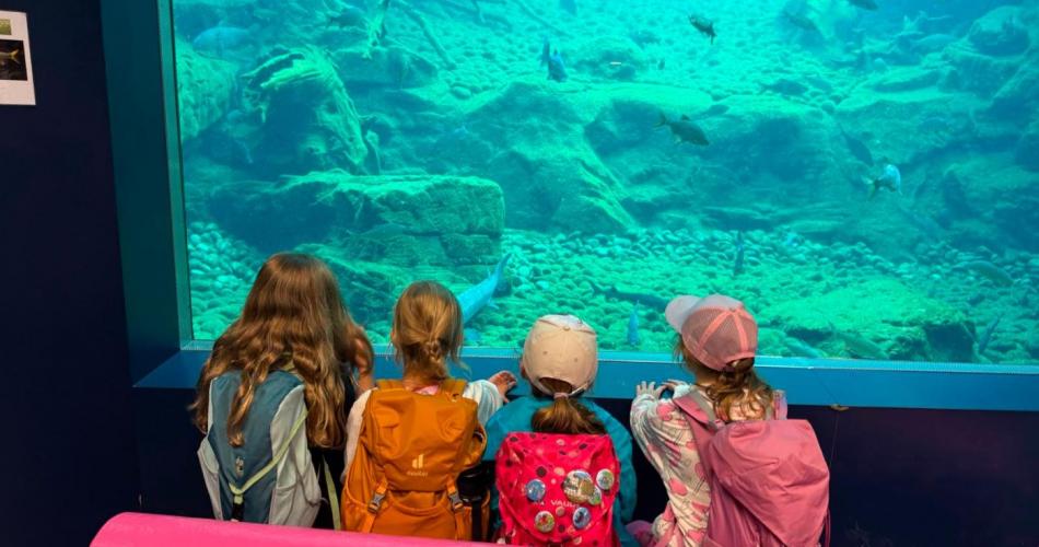 Kinder schauen in ein Aquarium
