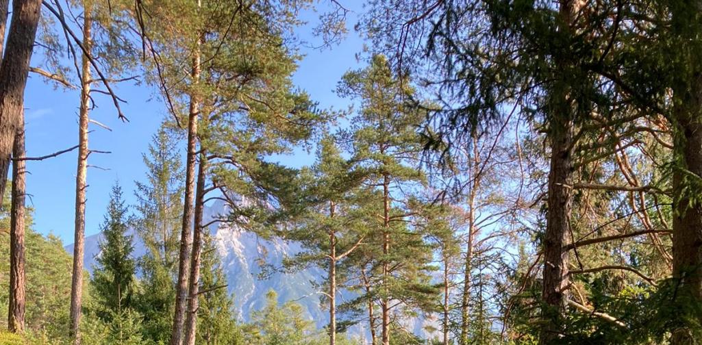Waldweg - 6 Kinder der 1d von hinten zu sehen