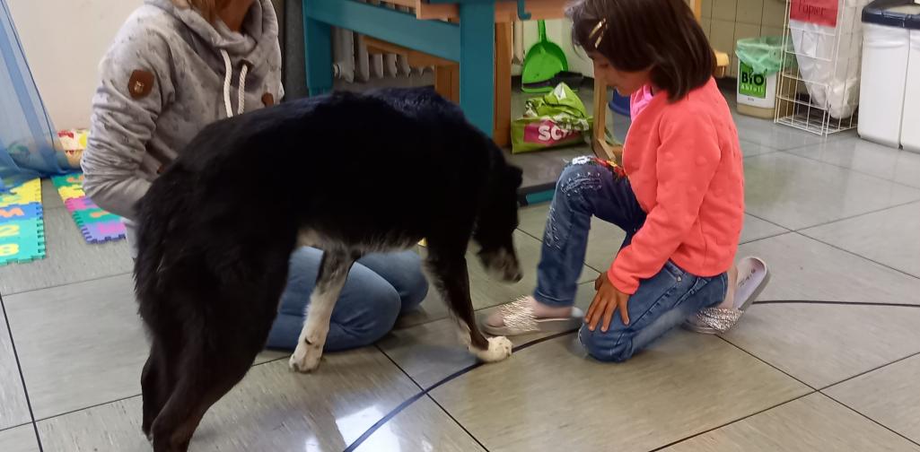 Hund schnüffelt an Kind