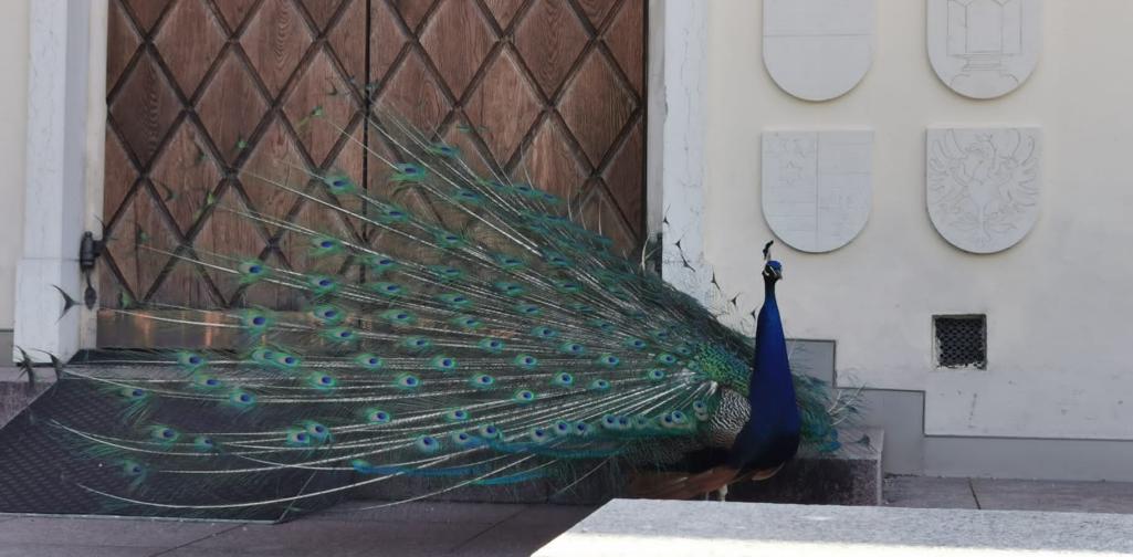 Pfau in Schloss Ambras