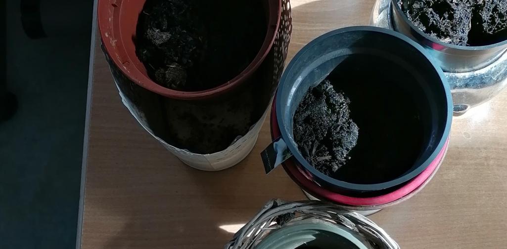 Blumen pflanzen 5 Topfe nach einem Tag - die Samen keimen