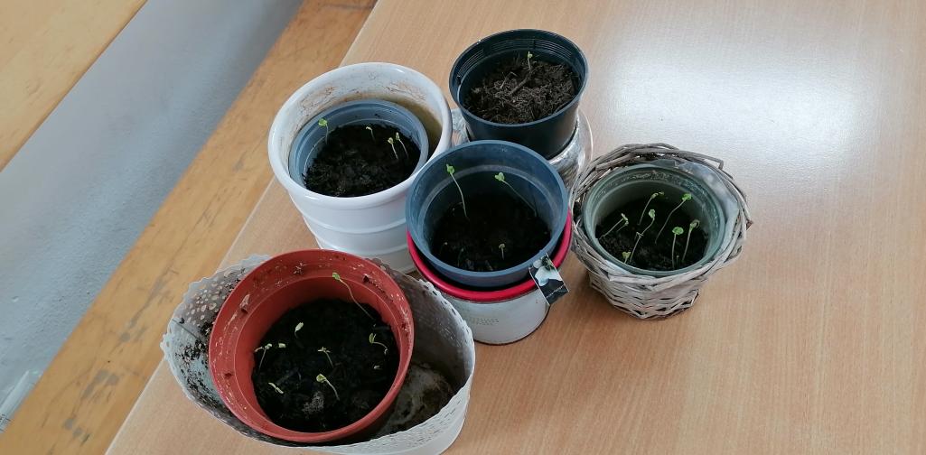 Blumen pflanzen 7 Pflanzen nach einer Woche - die ersten Halme sprießen