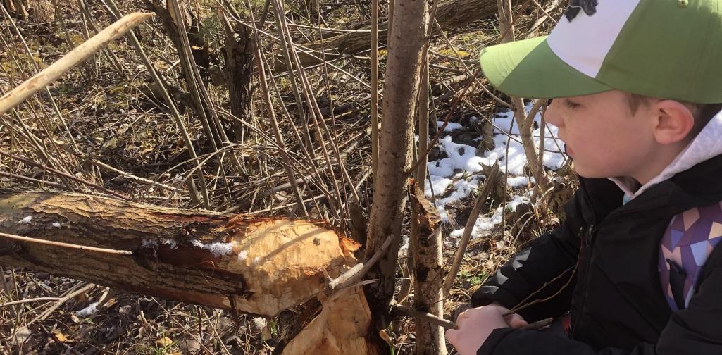 Biberausflug 1 Kind entdeckt einen, vom Biber, gefällten Baum