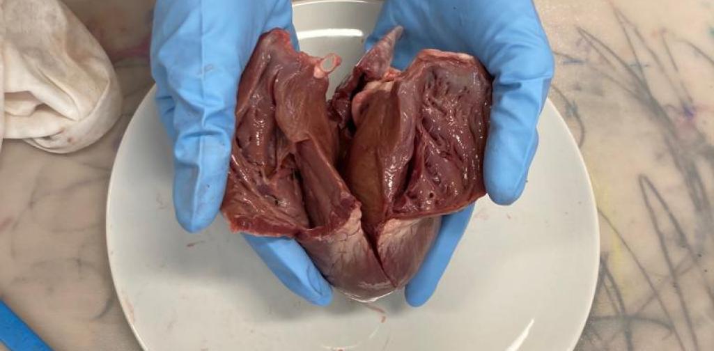 Herz 02 Tierherz in zwei Hälften