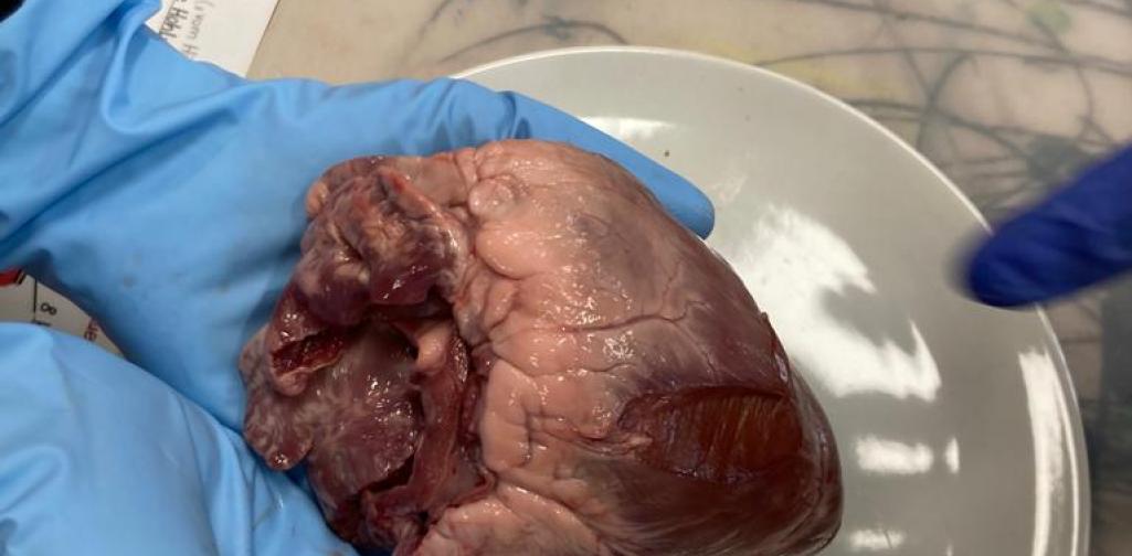 Herz 03 Tierherz von außen