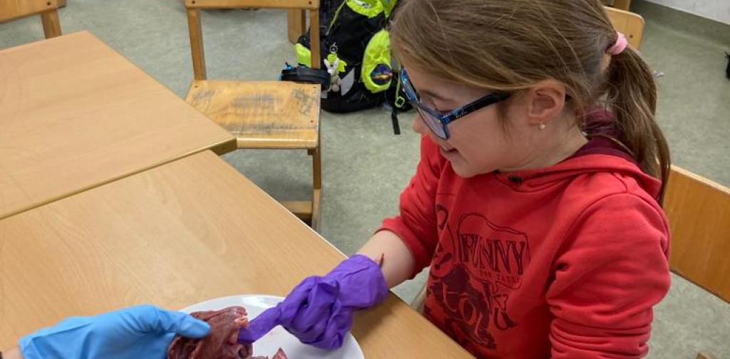 Herz 05 Kind betrachtet das Tierherz von innen