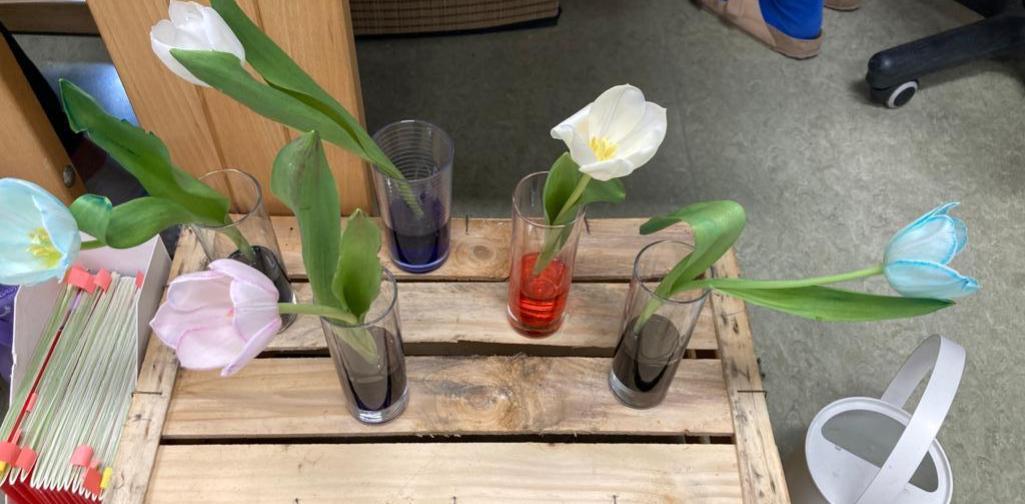 weiße Tulpen werden bunt eingefärbt