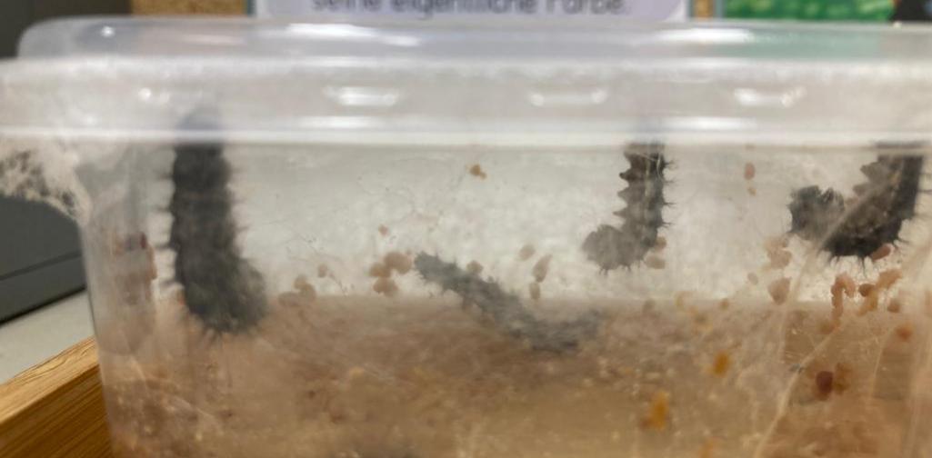 dicke Raupen in einer Box