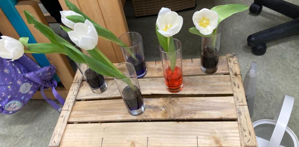 Tulpen werden eingefärbt