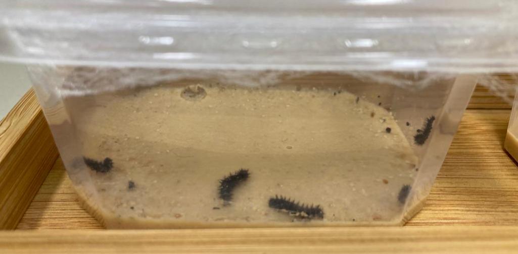 kleine Raupen in einer Box