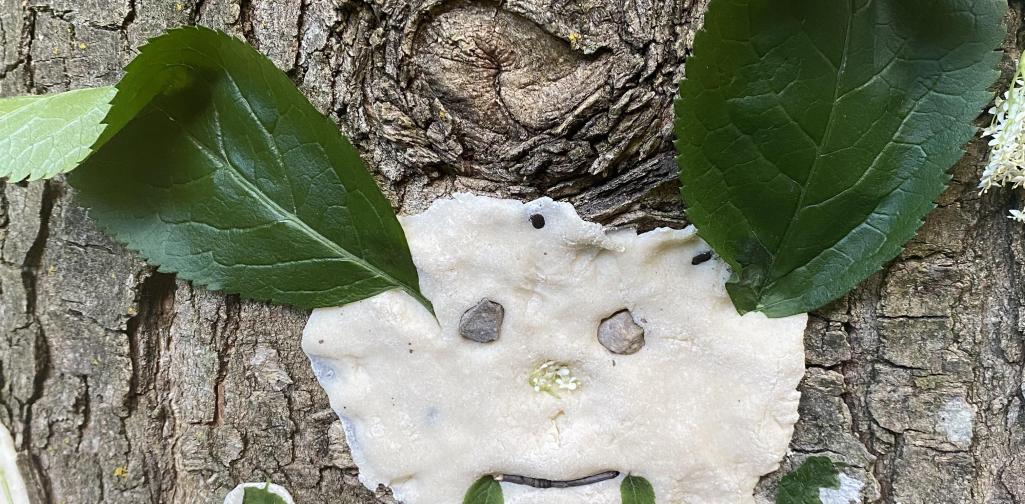 Salzteigfledermaus an einem Baumstamm