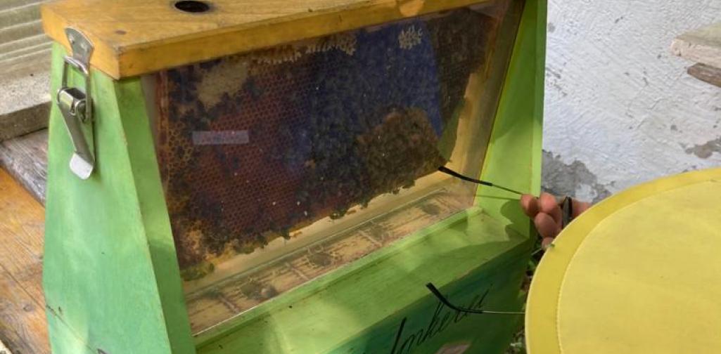 Imker 5 Bienenvolk in einem Schaukasten