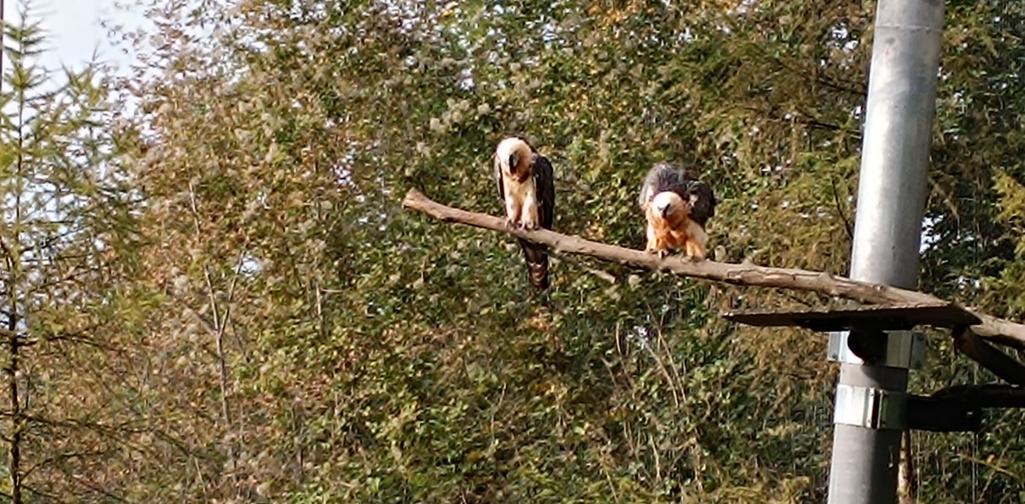 zwei Geier auf einem Ast