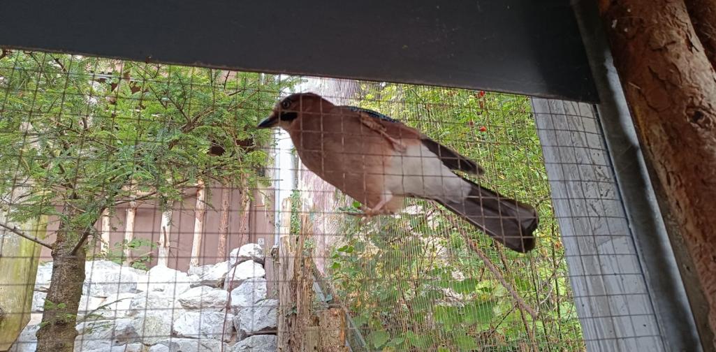 Vogel sitzt auf einem Gitternetz