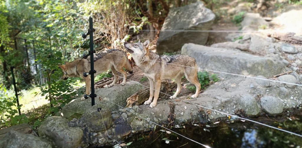 Wölfe im Gehege