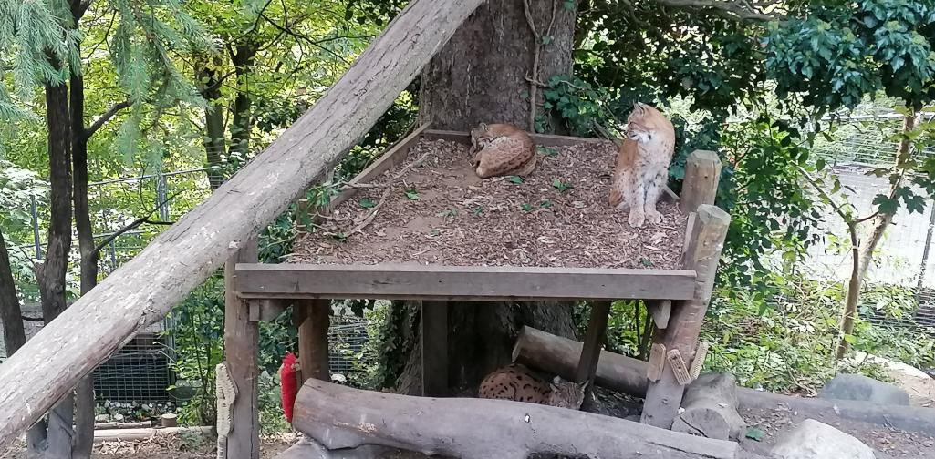 drei Luchse im Gehege