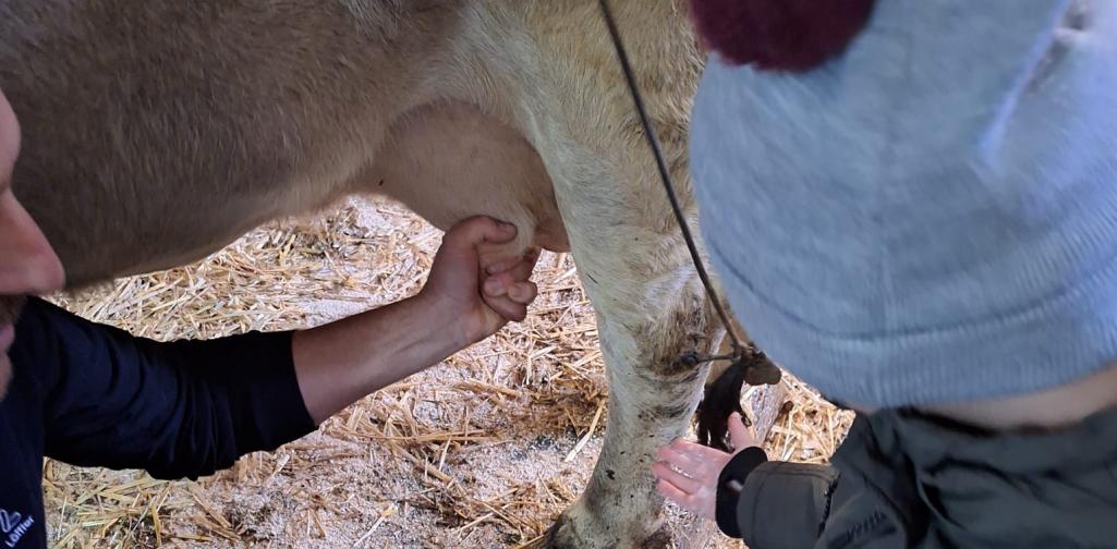 Bauernhof 05 Kinder melken eine Kuh