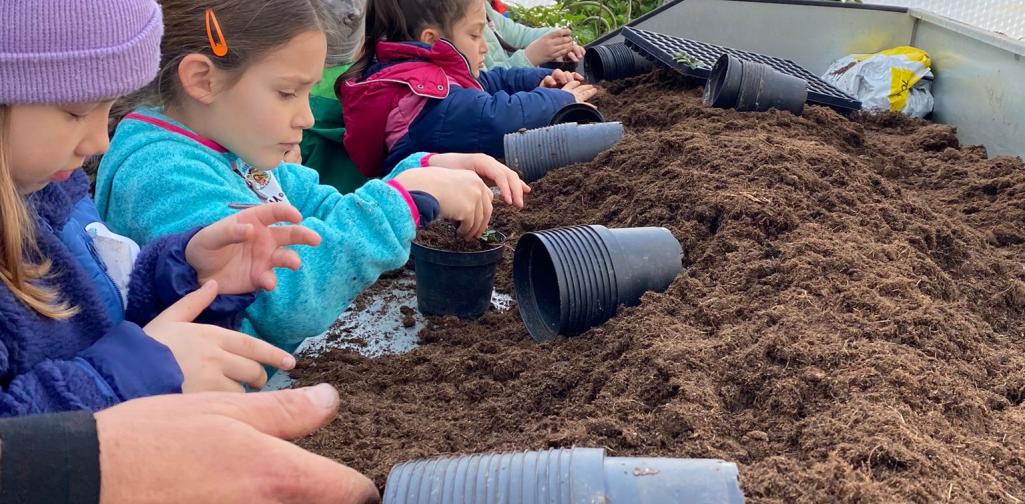 Helferlein beim Anpflanzen