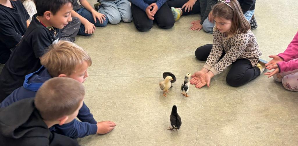 Küken in der Kreismitte