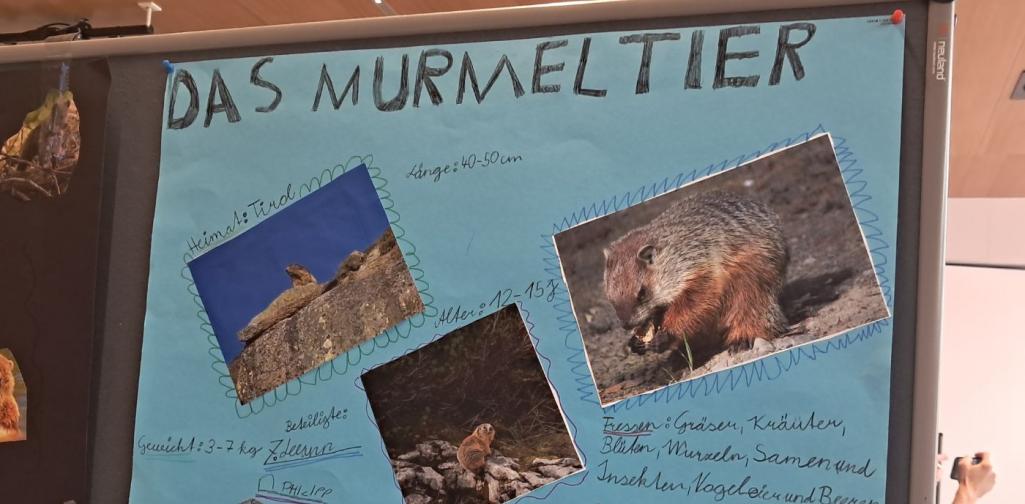 Plakat zum Thema Murmeltier, mit Bildern und Informationstexten, die allerdings unlesbar sind