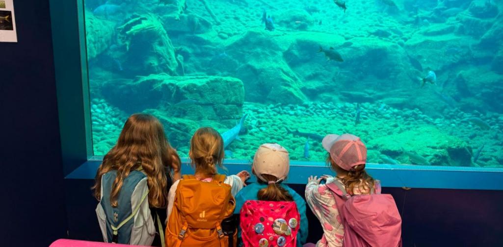 Kinder schauen in ein Aquarium