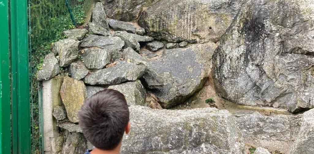 Kind beobachtet einen Steinbock